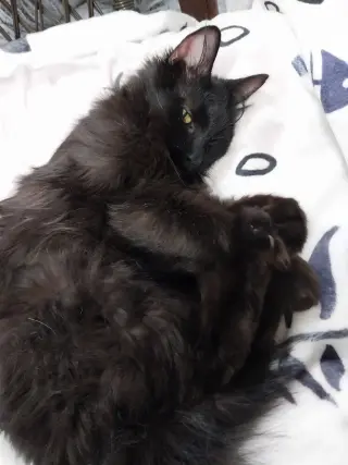 Roxanne *IN FOSTER*