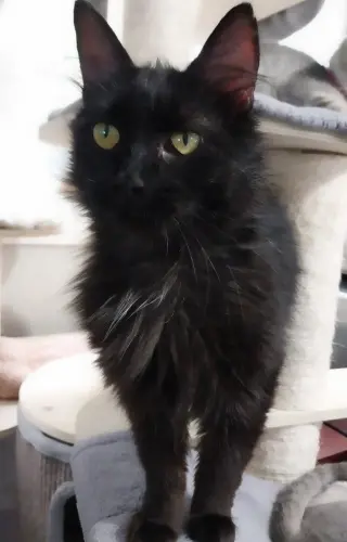 Roxanne *IN FOSTER*