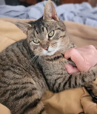 Willow