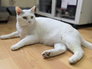 Yoda (Senior)