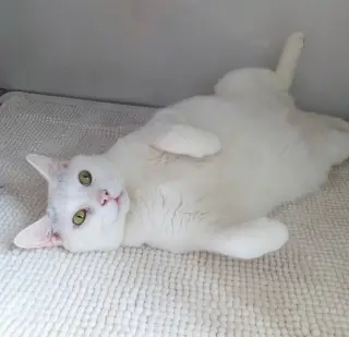 Yoda (Senior)