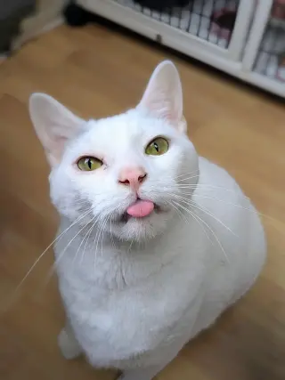 Yoda (Senior)