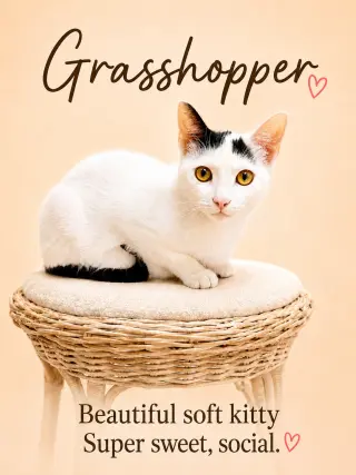 Grasshopper (FCID# 03/26/2026-124) Willow Grove
