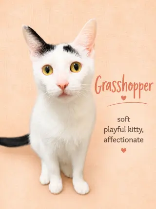 Grasshopper (FCID# 03/26/2026-124) Willow Grove