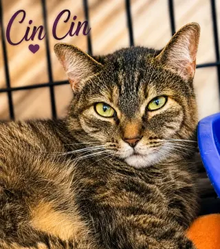 Cin Cin (FCID#06/24/2026 - 152) Willow Grove