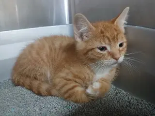 Two Orange Boy Babies!
