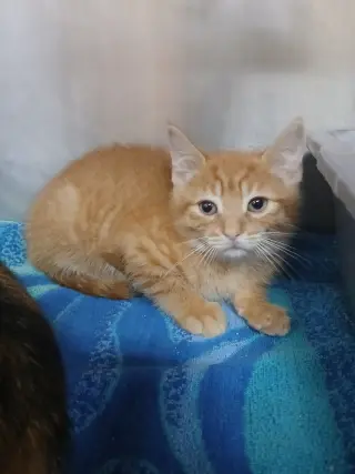 Two Orange Boy Babies!