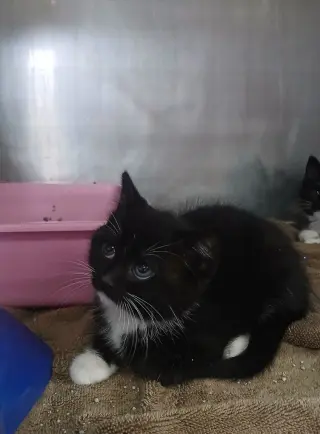 Female Kittens