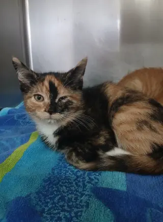 Female Kittens