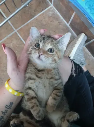 Female Kittens