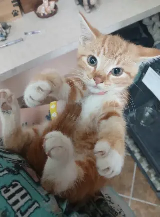 More Kittens!
