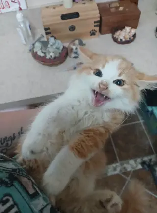 More Kittens!