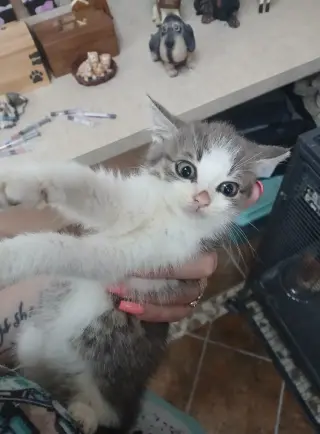 More Kittens!