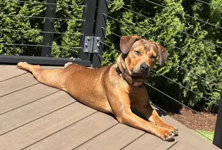 Layla