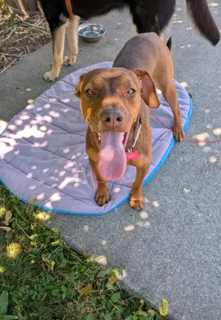 Leela