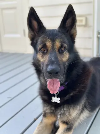 Paxton
