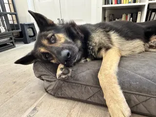 Paxton