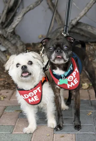Hazel & Luna (Bonded Pair)