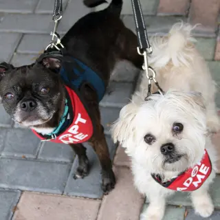 Hazel & Luna (Bonded Pair)