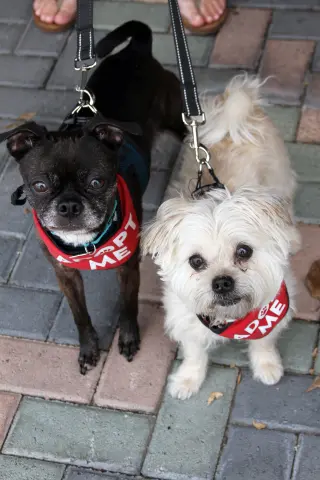Luna & Hazel (Bonded Pair)