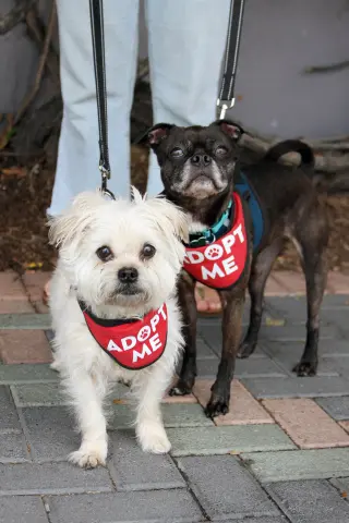Luna & Hazel (Bonded Pair)