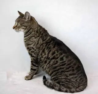 Cosmo