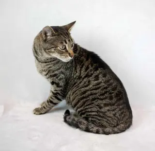 Cosmo