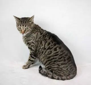 Cosmo