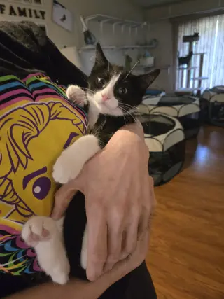 Viktor