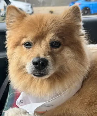Buster