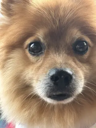 Buster