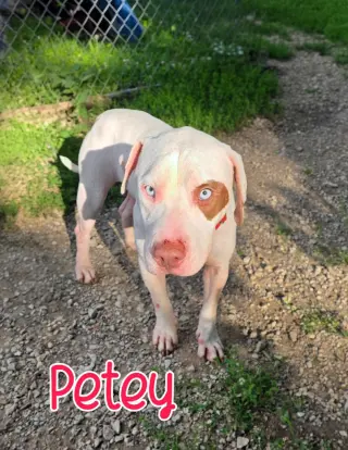 Petey