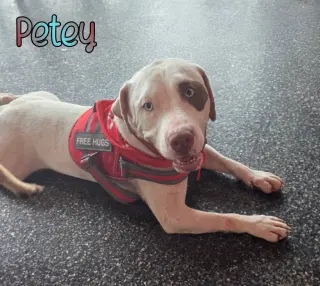 Petey