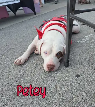 Petey