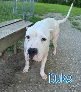 Duke