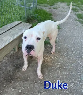 Duke