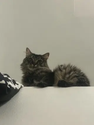 Boo