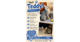 Teddy