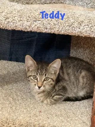 Teddy
