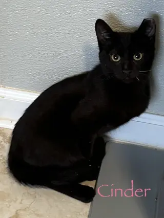 Cinder