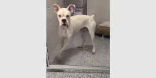 Wobbles