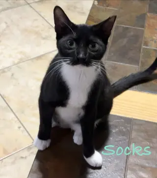 Socks