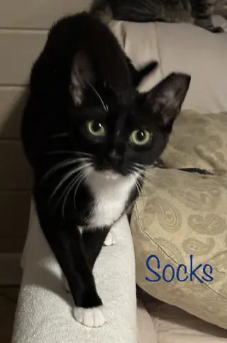 Socks