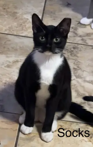 Socks
