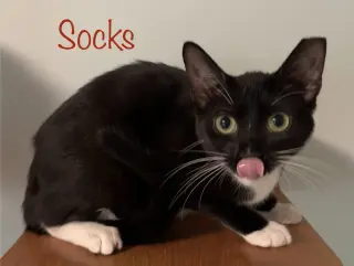 Socks