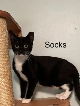 Socks