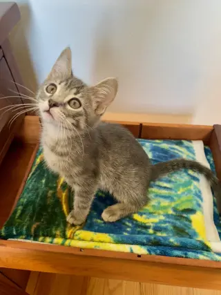 Gio