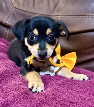 Estrella - Cira's Litter
