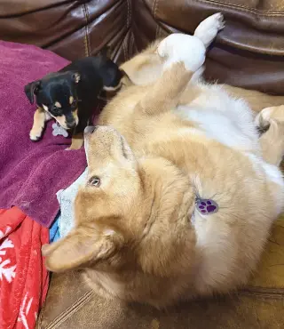 Estrella - Cira's Litter