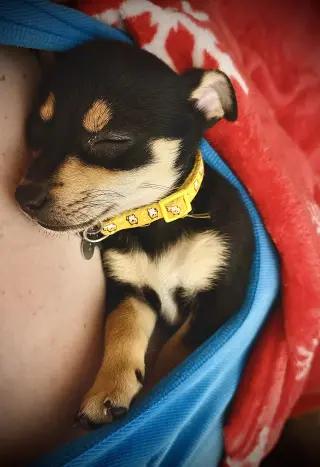 Estrella - Cira's Litter